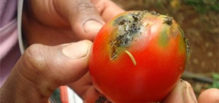 tomate tuta absoluta attaque Nigéria