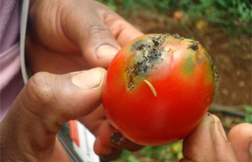 tomate tuta absoluta attaque Nigéria