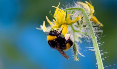 bourdon, pollinisation, tomate