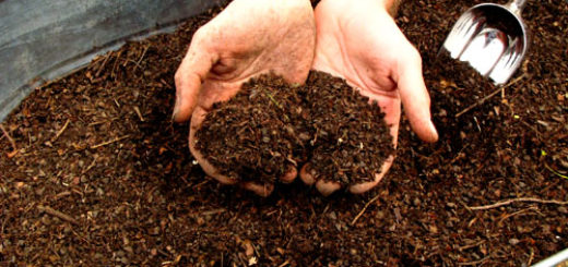 compost