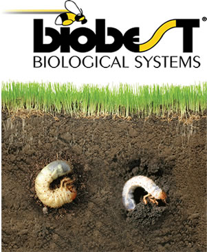 biobest, gazons, larve coléoptère