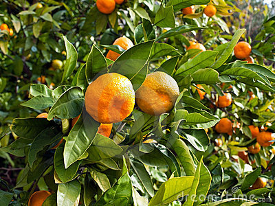 mandarine_fruits.jpg