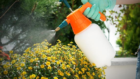 Huile blanche insecticide au jardin bio
