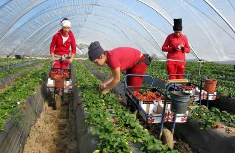 récolte, fraise, femmes