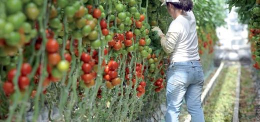 récolte, tomate