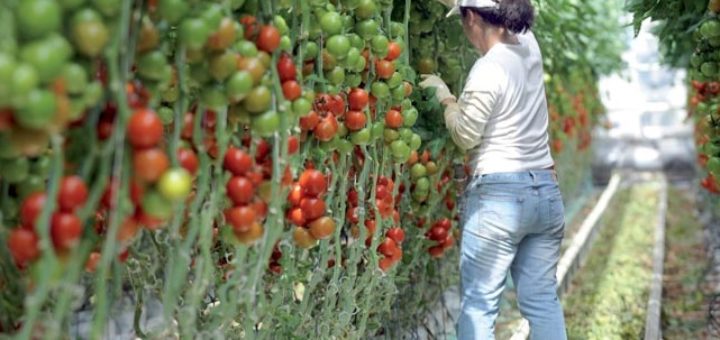 récolte, tomate