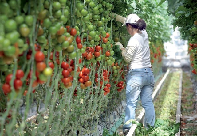 récolte, tomate