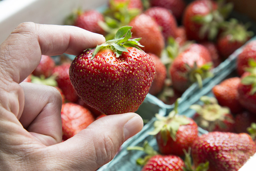 Fraise, Archer, Variété, Fruits rouges