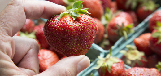 Fraise, Archer, Variété, Fruits rouges