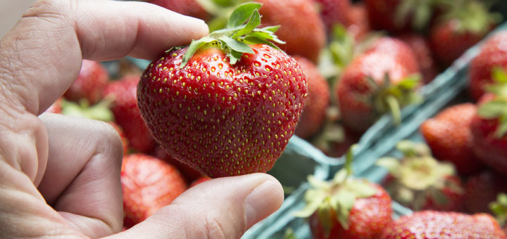 Fraise, Archer, Variété, Fruits rouges