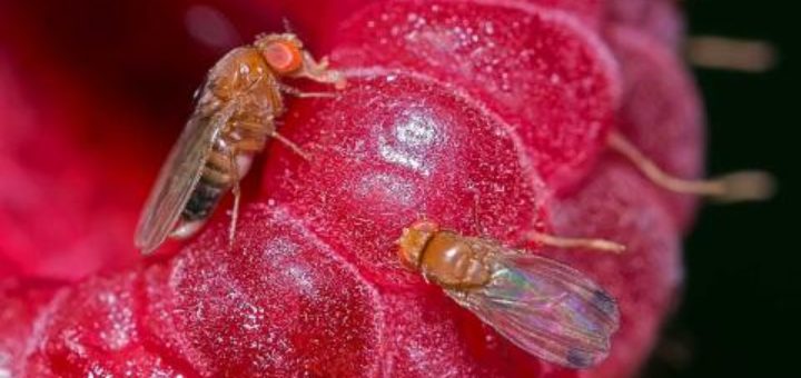 Bactéries acétiques , Drosophila suzukii,