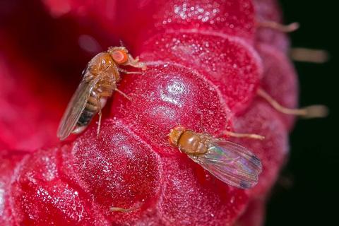 Bactéries acétiques , Drosophila suzukii,