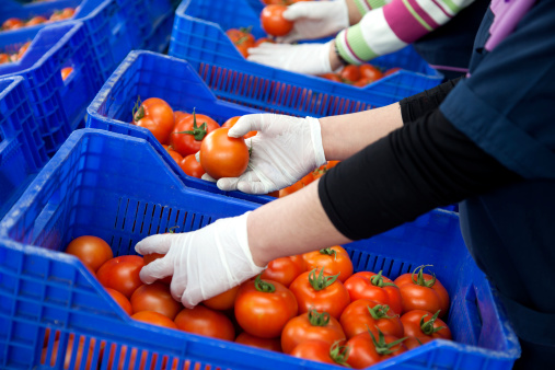 Tomate, Exportation, Russie