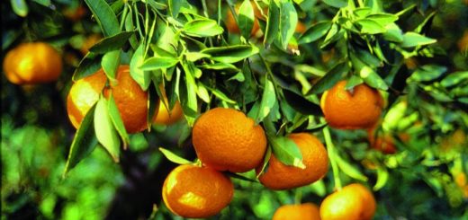 Agrumes, Turquie, Mandarine, citron