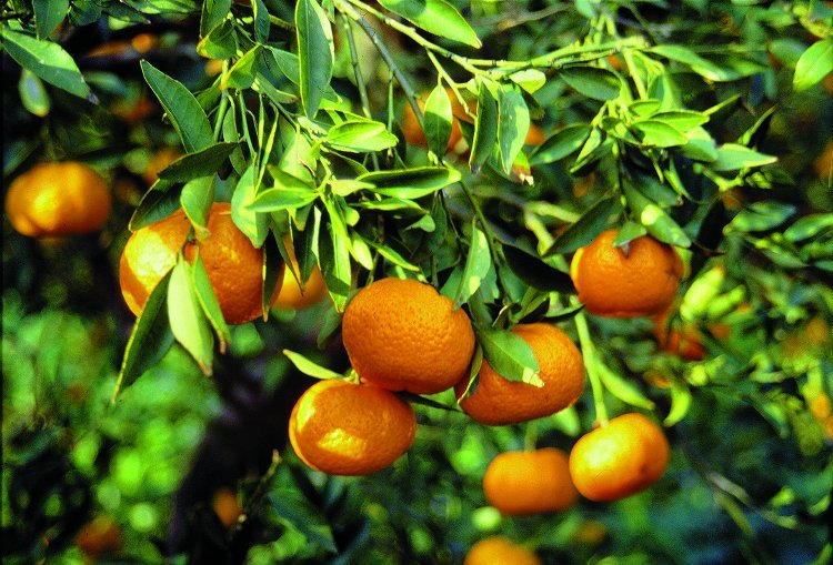 Agrumes, Turquie, Mandarine, citron