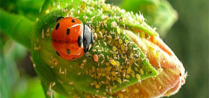 myzus-persicae-ladybug.jpg