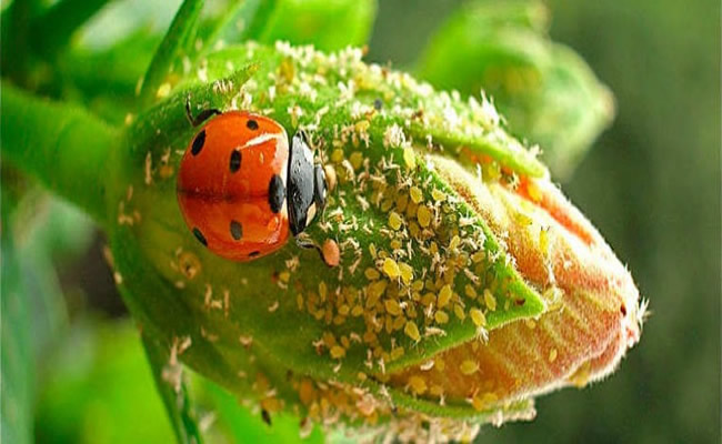 myzus-persicae-ladybug.jpg