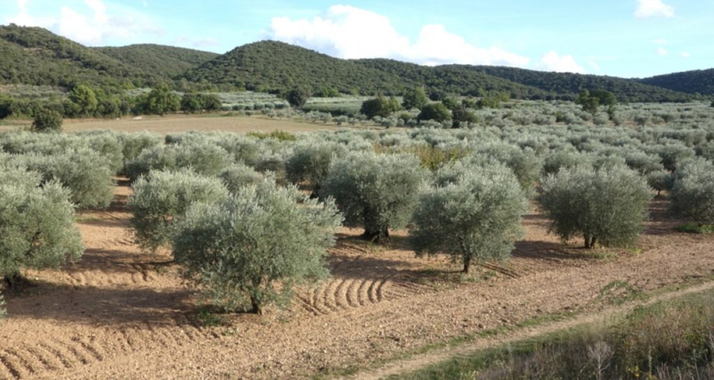 olivier, oliveraie