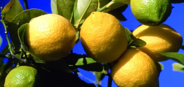 Citron, Agrumes, Turquie