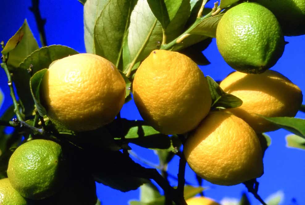 Citron, Agrumes, Turquie