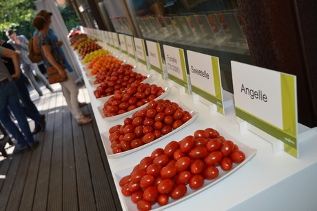 Tomate, Syngenta, Semences, Variété, Hollande,