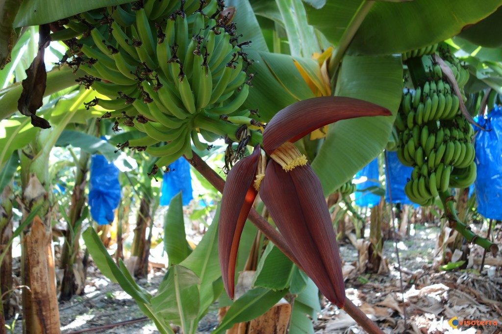 Iles Canaries, Maroc, Banane, Accord, Douanes