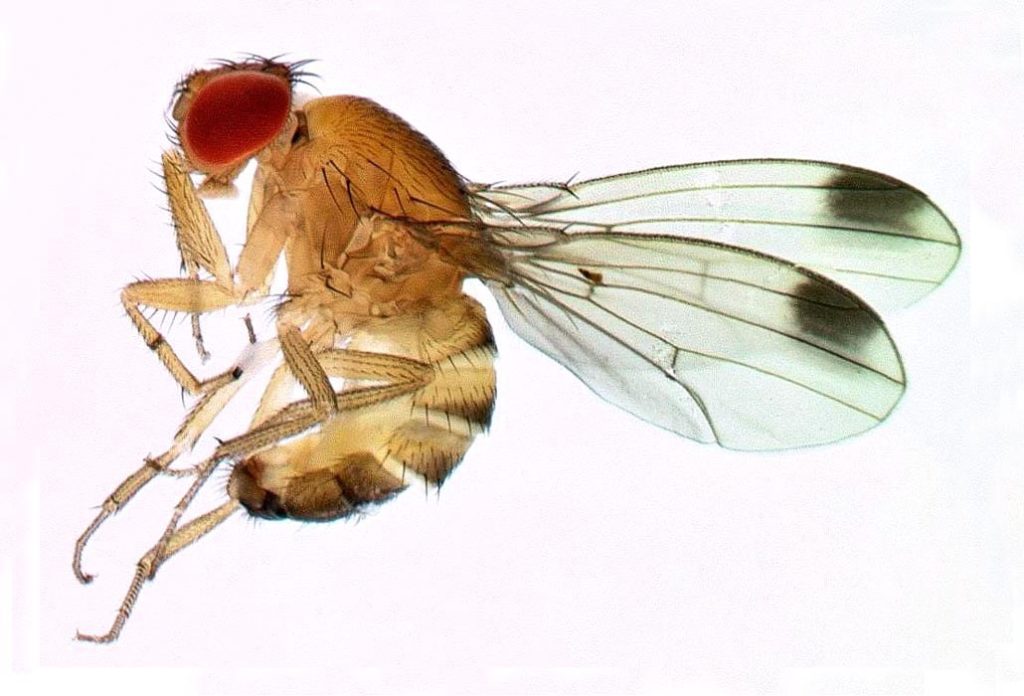 Recherches,  Drosophila suzukii, mouche des fruits, traitement v