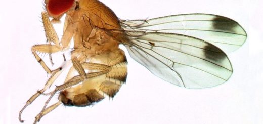 Recherches,  Drosophila suzukii, mouche des fruits, traitement v