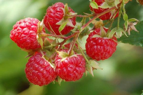 fruits rouges, Espagne, Andalousie, Fraise, Framboise, Myrtille, Mures