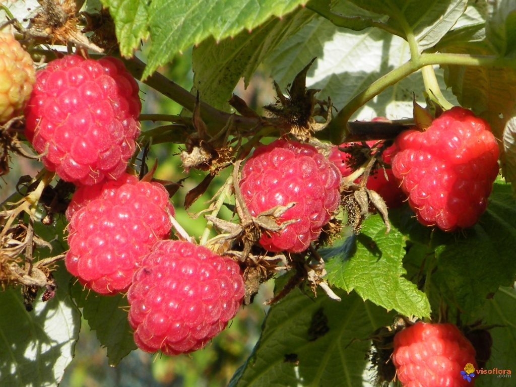 AOC, Fruits rouges, Maroc, Loukkos, EACCE