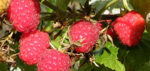 AOC, Fruits rouges, Maroc, Loukkos, EACCE