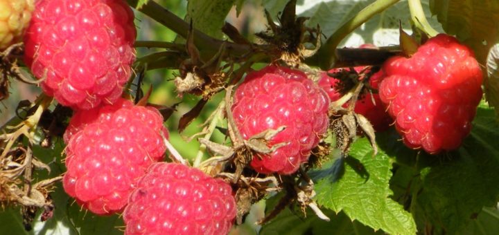 AOC, Fruits rouges, Maroc, Loukkos, EACCE