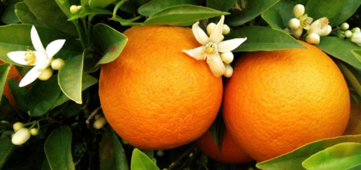 oranges.jpg