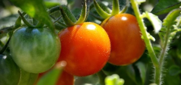 Tomate, BASF,Souss, Conditions climatiques, Traitement, Maladie, Poivron