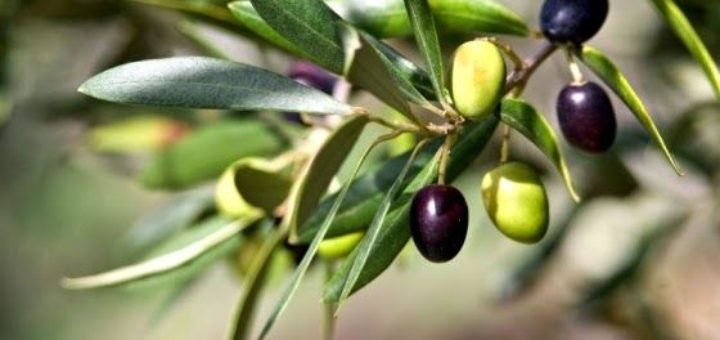 olivier, olive verte et noire