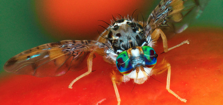 La cératite sur fruit