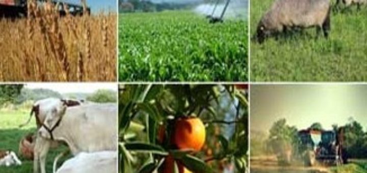 agricole Tunisie