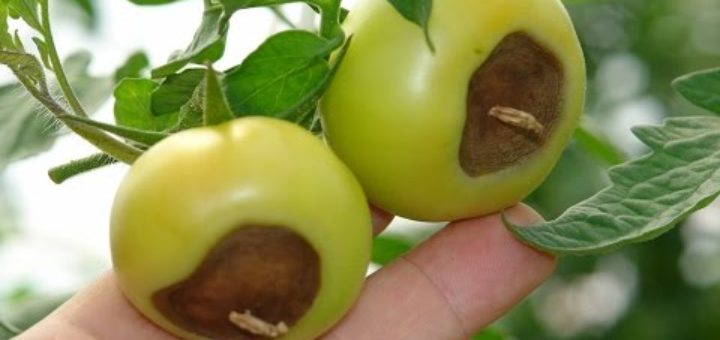 tomate carence calcium