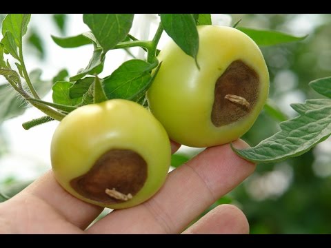 tomate carence calcium