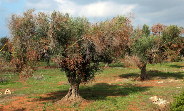 bacterie xylella fastidiosa