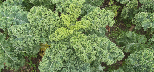 Kale