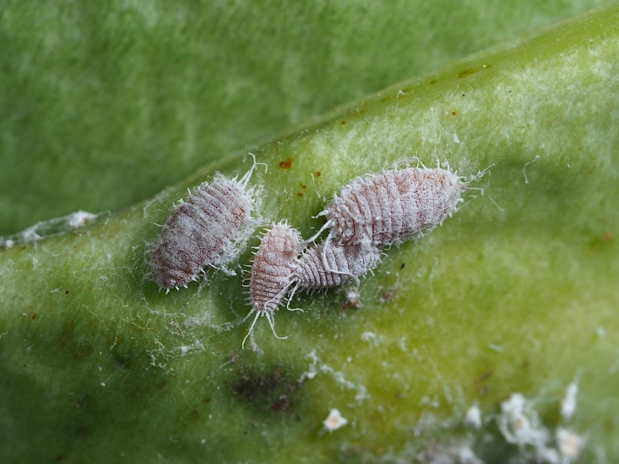 Cochenille : symptômes; lutte biologique