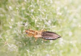 Thrips parvispinus