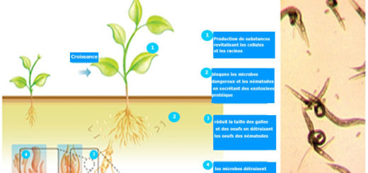 nématodes.jpg