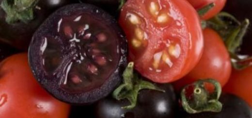 purple-tomato.jpg