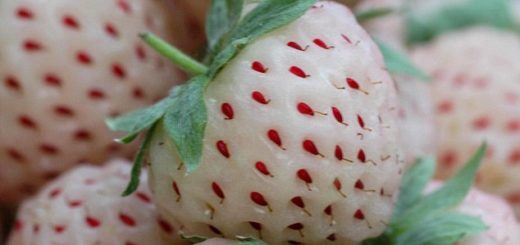 pineberry.jpg