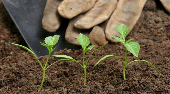 les_fertilisants_en_algerie.jpg