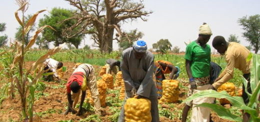 senegal_horticulture.jpg