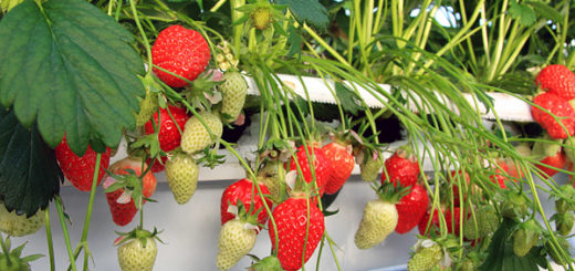 fraises.jpg