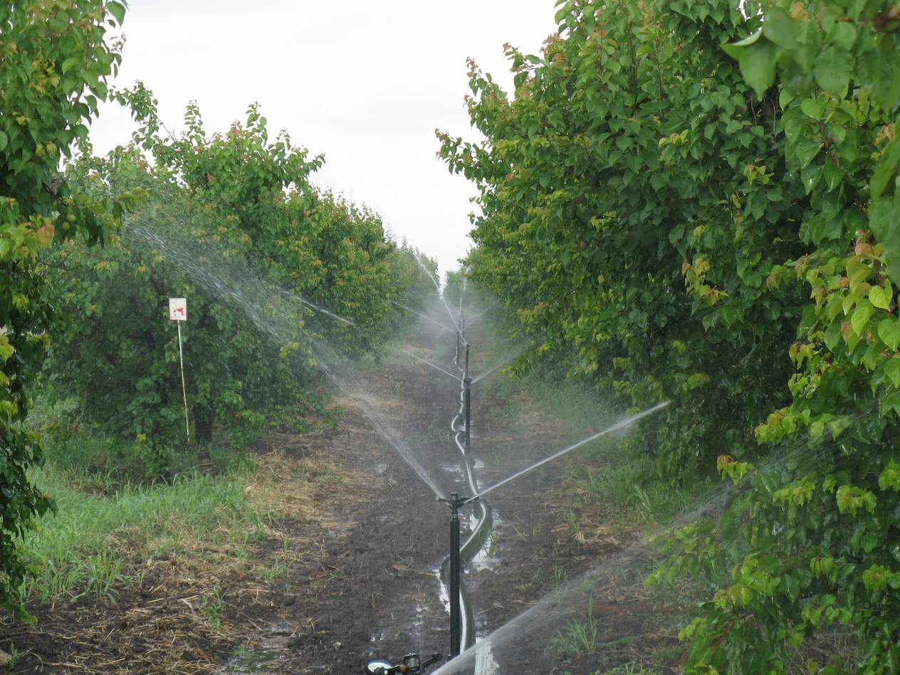 agriculturealgerie.jpg